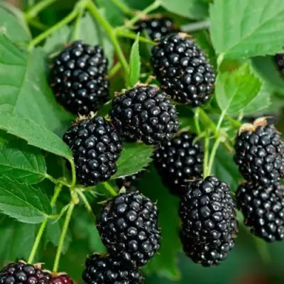 Ежевика ЛОХТЕЙ бесшипная в Орше