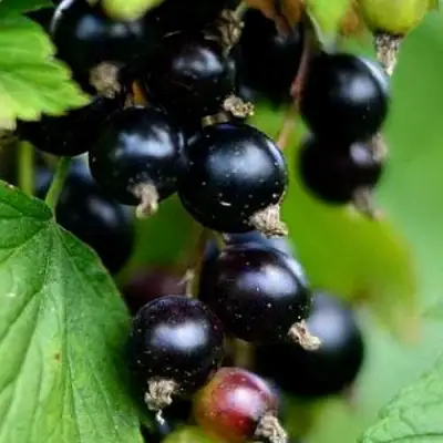 Смородина чёрная КАТЮША в Орше