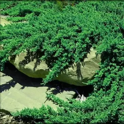 Можжевельник НАНА лежачий в Орше