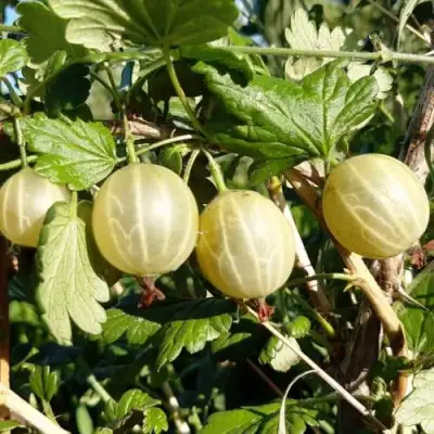 Крыжовник БЕЛОРУCСКИЙ САХАРНЫЙ 2 в Орше