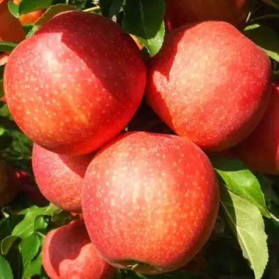 Яблоня ГАЛА ШНИГА в Орше