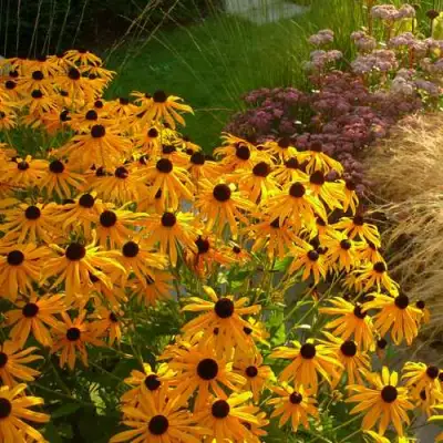 Рудбекия ГОЛДШТУРМ блестящая в Орше