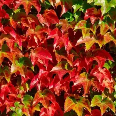 Девичий виноград тройчатый ВИЧИ в Орше