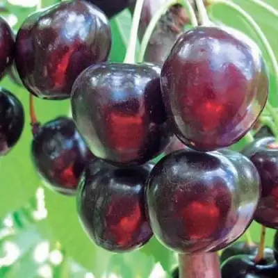Черешня ЛЮБИМИЦА АСТАХОВА в Орше