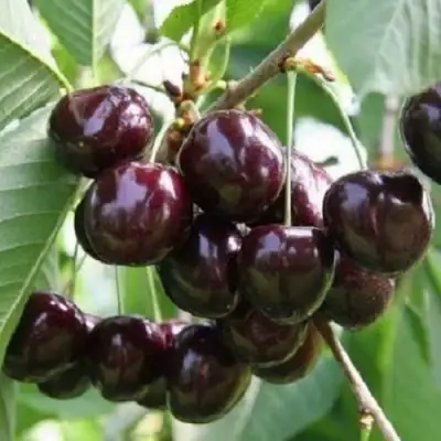 Черешня ЛЕНИНГРАДСКАЯ ЧЁРНАЯ в Орше