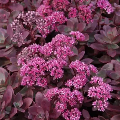 Очиток (седум) САНСПАРКЛЕР ФАЙЕРКРЕКЕР в Орше