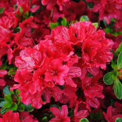 Азалия ХИНО КРИМСОН японская в Орше