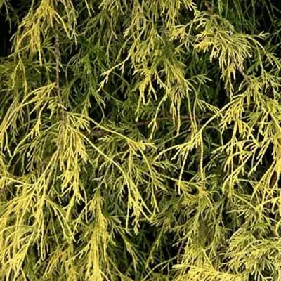 Кипарисовик ФИЛИФЕРА АУРЕА горохоплодный в Орше