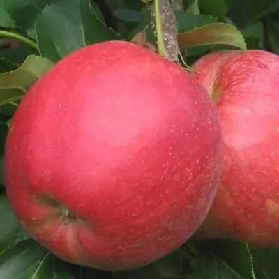 Яблоня РУБИН в Орше