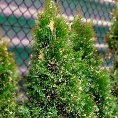 Туя СМАРАГД ВАРИЕГАТА западная в Орше