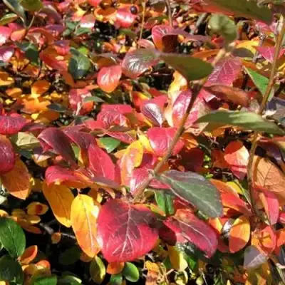 Кизильник блестящий в Орше