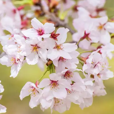 Сакура КОЙО НО МАЙ в Орше