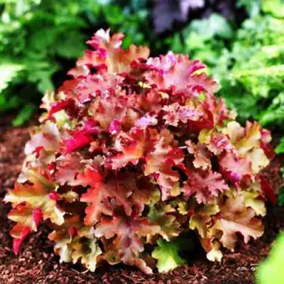 Гейхера МАРМЕЛАД в Орше