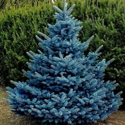 Ель МАДЖЕСТИК БЛЮ колючая в Орше