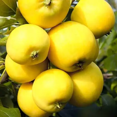 Яблоня УРАЛЬСКОЕ НАЛИВНОЕ в Орше