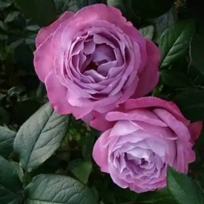 Роза АКВА чайно-гибридная в Орше