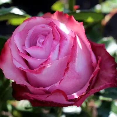 Роза ДИП ВОТЕР чайно-гибридная в Орше