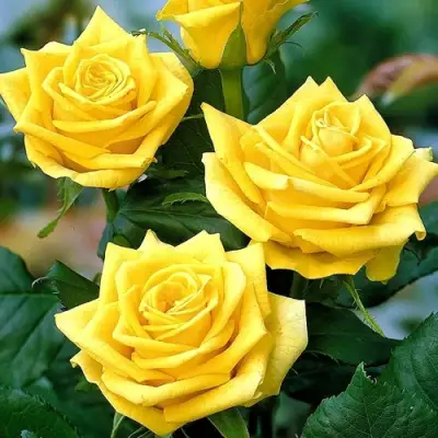 Роза ПАПИЛОН чайно-гибридная в Орше