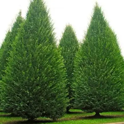 Граб  в Орше