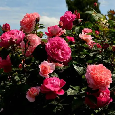 Роза ОЛЬГА шраб в Орше