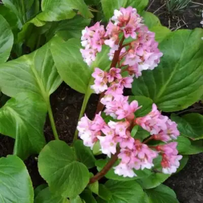 Бадан БЭБИ ДОЛЛ в Орше