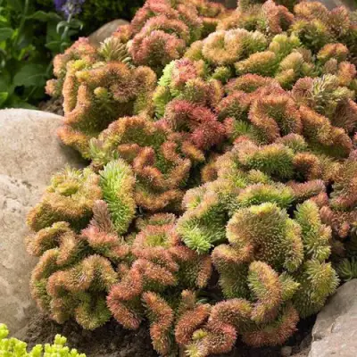 Очиток (седум) КРИСТАТУМ отогнутый в Орше