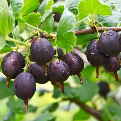 Крыжовник ЧЕЛЯБИНСКИЙ СЛАБОШИПОВАТЫЙ в Орше