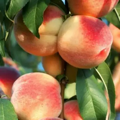 Персик ЛОЙКО 2 в Орше