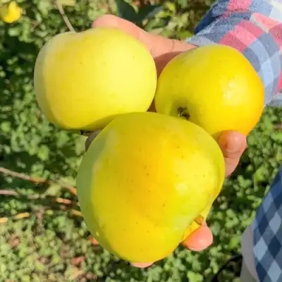 Яблоня КАЛУЖАНКА в Орше