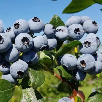 Голубика НЕЛЬСОН в Орше