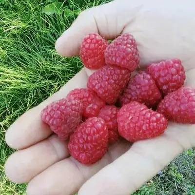 Малина ПОЛЬКА (ПОЛКА) в Орше