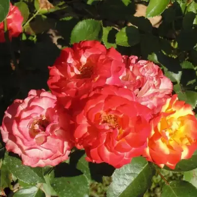 Роза ТАЙФУН спрей в Орше