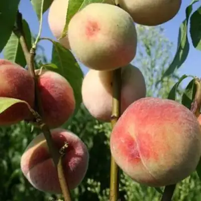 Персик ДОНЕЦКИЙ БЕЛЫЙ в Орше