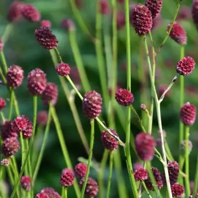 Кровохлебка ЧОКОЛАТ ТИП в Орше