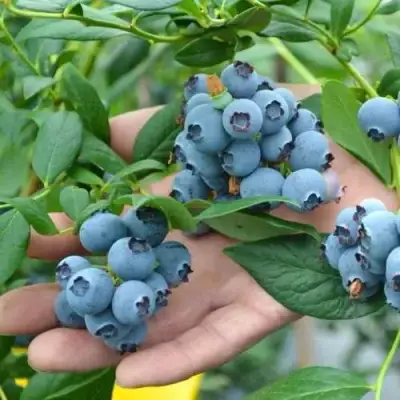 Голубика ТОРО в Орше