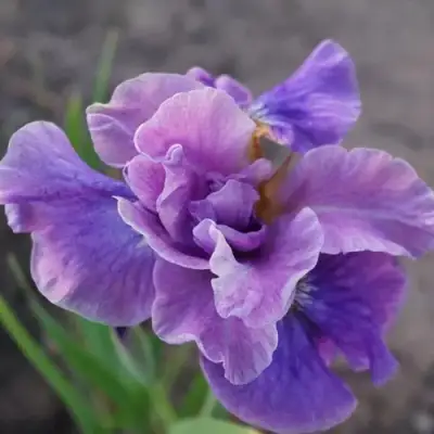 Ирис ХЭВИНГ ФАН сибирский в Орше