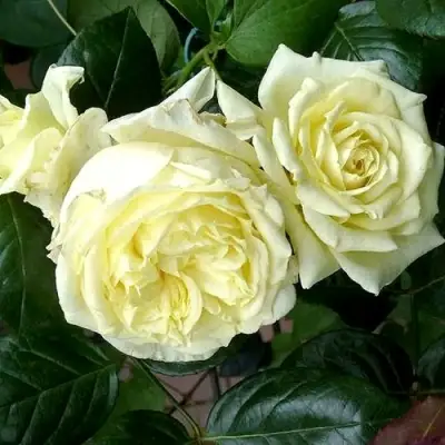 Роза ЭЛЬФ плетистая в Орше