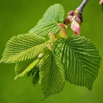 Вяз обыкновенный в Орше