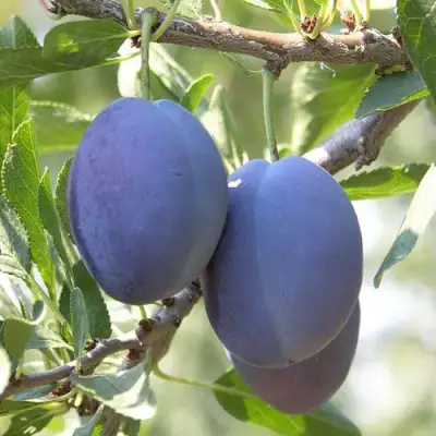 Слива СТЭНЛИ в Орше