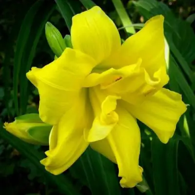 Лилейник ДАБЛ РИВЕР ВАЙ гибридный в Орше