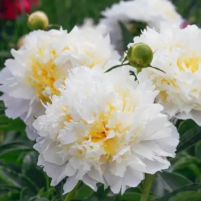 Пион ЧЕДДЕР ЧИЗ травянистый в Орше