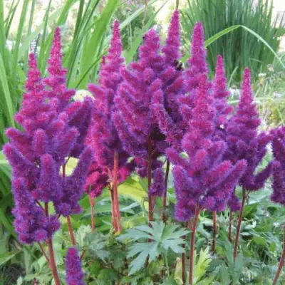 Астильба БЛЭК ЭНД БЛУ китайская в Орше