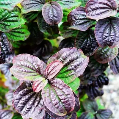 Дерен КОМПРЕССА кроваво-красный в Орше