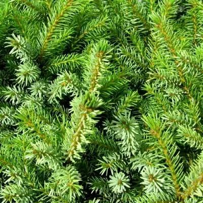 Ель НАНА сербская в Орше