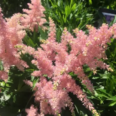 Астильба БРЕССИНГЕМ БЬЮТИ Арендса в Орше