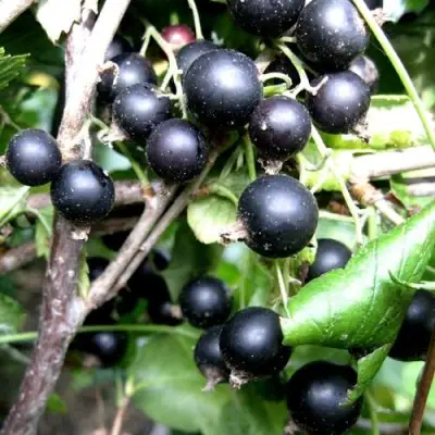 Смородина чёрная НЕСТЕР КОЗИН в Орше