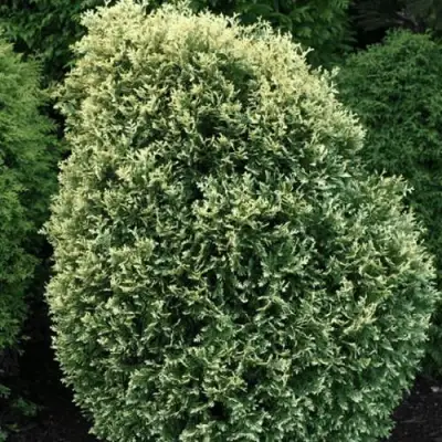 Туя ЛИТОМИШИЛ западная в Орше