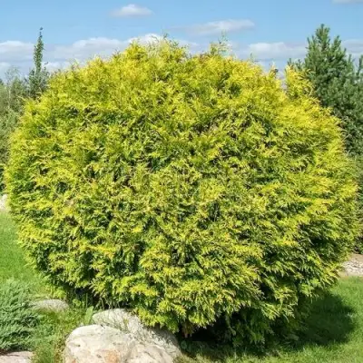 Туя ГОЛДЕН ГЛОБ западная в Орше