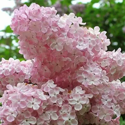 Сирень ВЕЧЕРНИЙ ЗВОН в Орше