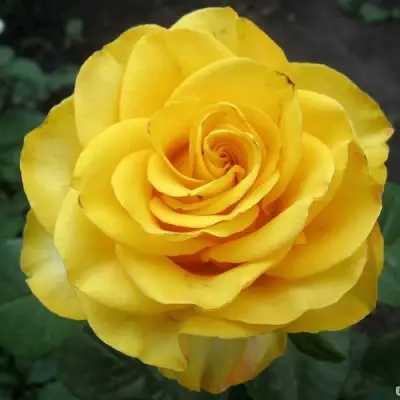 Роза КЕРИО чайно-гибридная в Орше